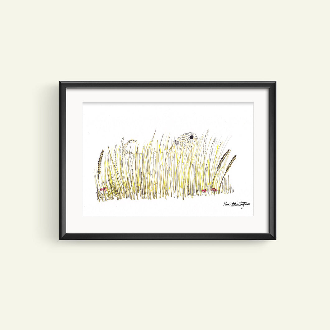 Soft Coated Wheaten Terrier In The Grass with frame