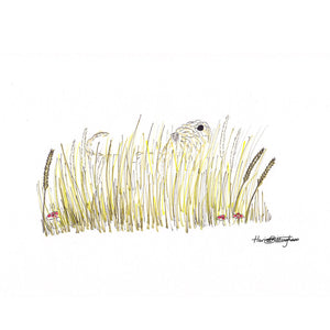 Soft Coated Wheaten Terrier In The Grass without frame